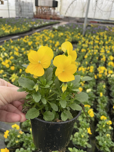 Bratek Bratki Fiołek ogrodowy drobnokwiatowy żółty sadzonka w doniczce