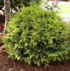 Thuja Tuja Żywotnik zachodni Golden Globe (C2)