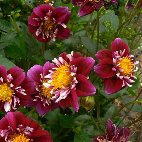 Dalia dekoracyjna Impression Fantastico