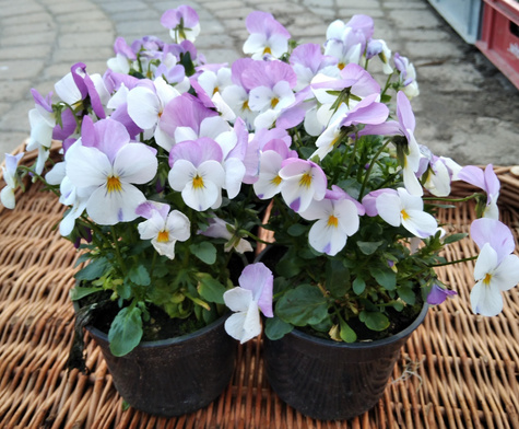 Bratek Bratki Fiołek ogrodowy drobnokwiatowy fioletowo-biały sadzonka w doniczce