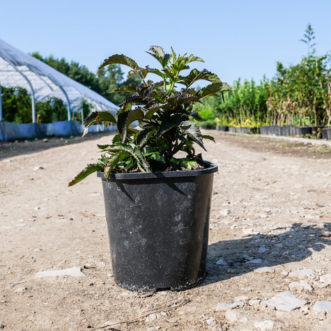 Bez czarny Black Tower Kolumnowy Zdobniczy Na przetwory