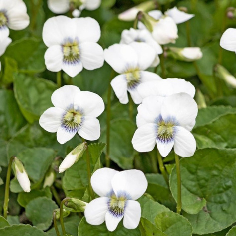 Fiołek motylkowaty Albiflora (C2)