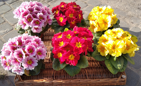 Zestaw Prymulek 2 czerwone + 2 żółte + 2 różowe Wiosenne trio Pierwiosnki