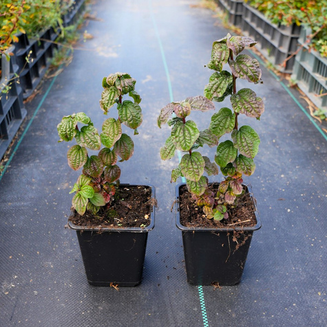 Dereń świdwa Compressa (C2)