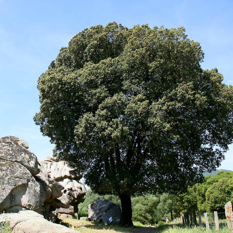 Dąb ostrolistny (C2)