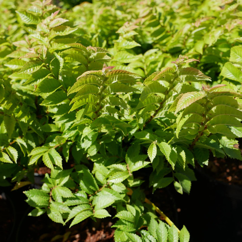 Wiąz polny karłowy Jacqueline Hillier (P9)