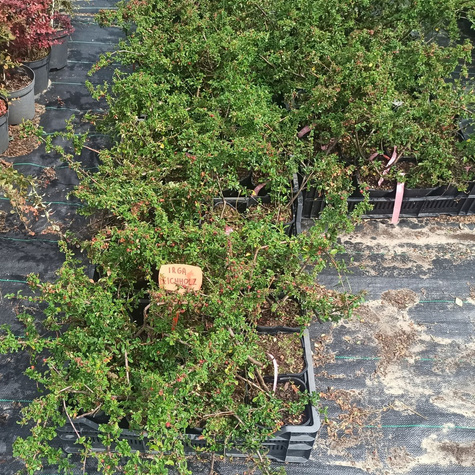 Irga purpurowa Variegatus (C2)