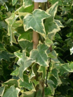 Bluszcz pospolity Golden Child (C2)