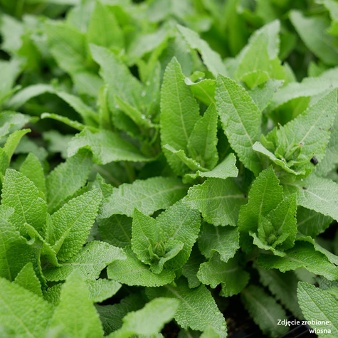 Szałwia omszona Ostfriesland (C2)