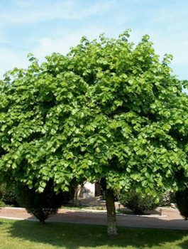 Lipa szerokolistna (C2)