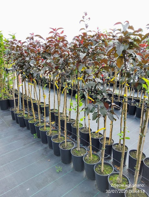 Jabłoń ozdobna rajska Royality