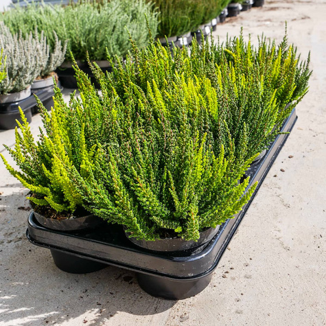 Zestaw 6 x Wrzos pospolity tricolor Trio Mix 3 kolorów sadzonki