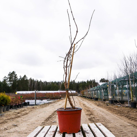 Kalina japońska Cascade (C2)
