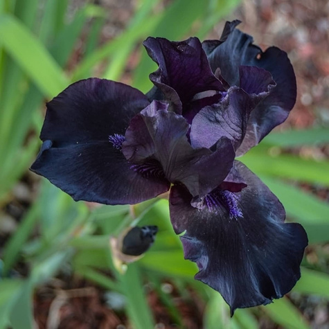 Kosaciec bródkowy Black Knight (C2)