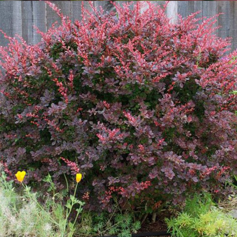 Berberys thunberga Paola