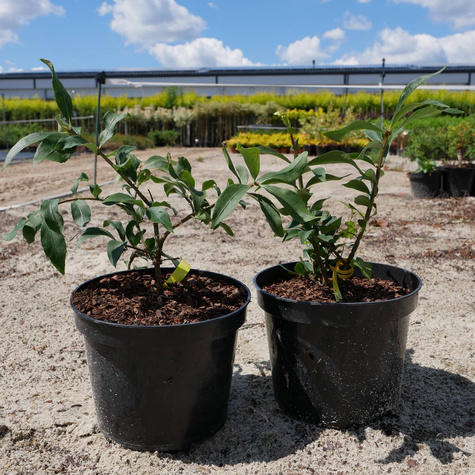 Trzmielina oskrzydlona Compactus (C2)