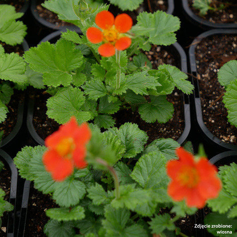 Kuklik szkarłatny Queen of Orange (C2)