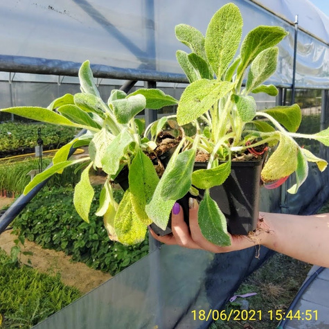 Czyściec wełnisty Stachys byzantina Miododajny