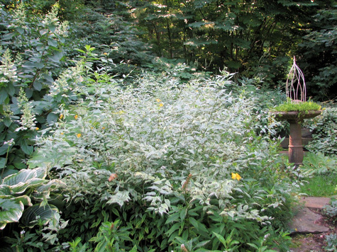 Złotlin japoński Picta (P9)