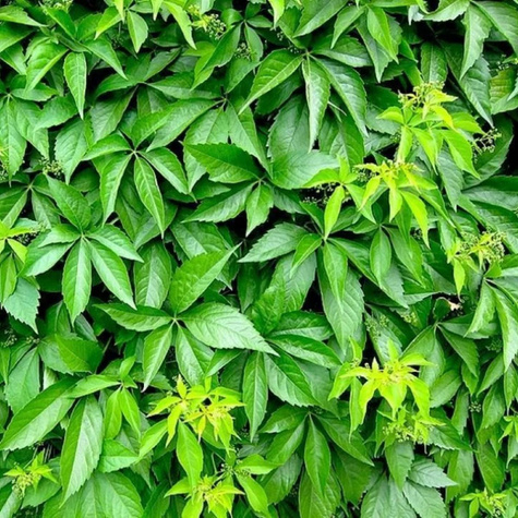 Winobluszcz pięciolistkowy Yellow Wall (C2)