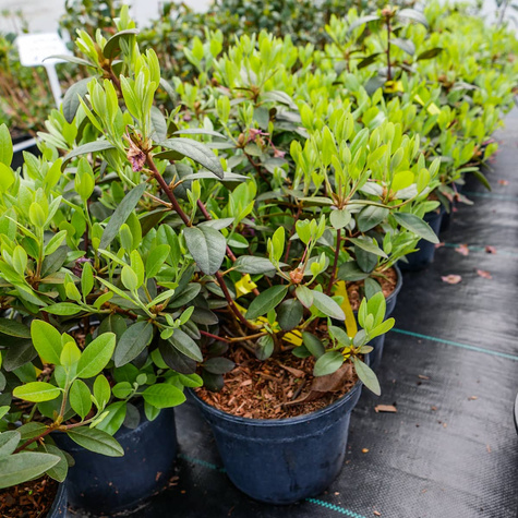 Rododendron karoliński różowy