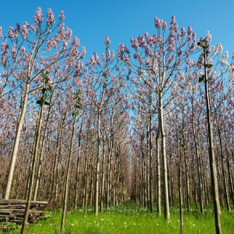 Paulownia omszona 0,1g nasiona