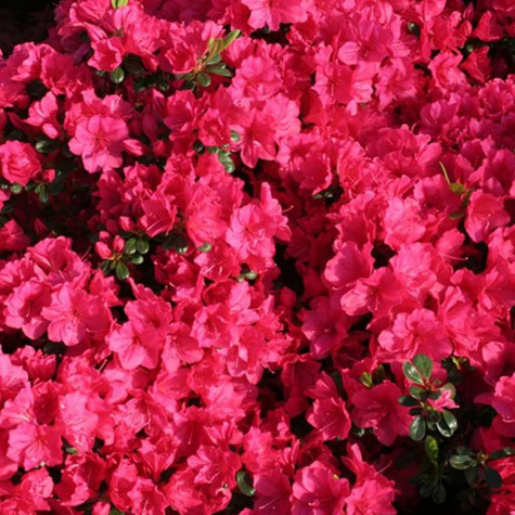 Azalia japońska Canzonetta (C2)