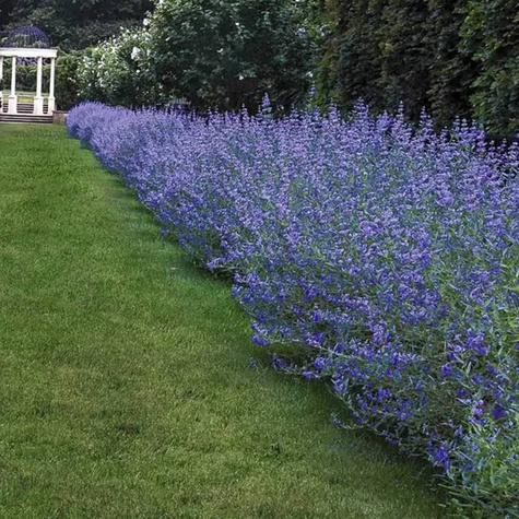 Barbula klandońska Ferndown (C2)