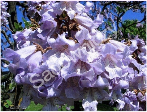 Paulownia omszona, puszysta Pawłownia Cesarskie drzewko 0,1g nasiona