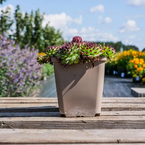 Rojnik ogrodowy Noir (C2)