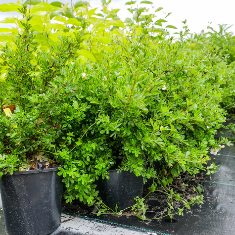 Pięciornik krzewiasty 'Tilford Cream' (C2)