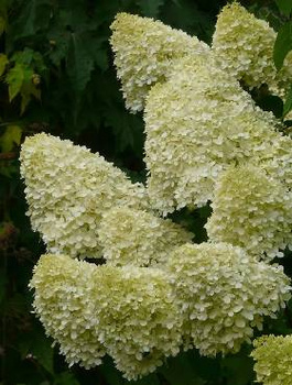 Hortensja bukietowa Grandiflora (C2)