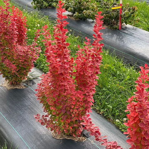Berberys Thunberga Orange Pilar (C2)