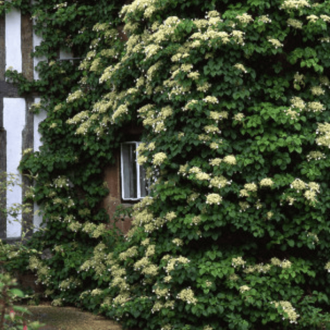 Hortensja pnąca (P9)