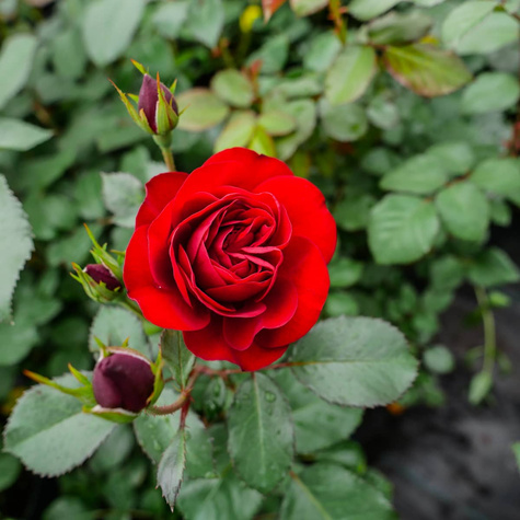 Róża rabatowa CIEMNOCZERWONA pachnąca
