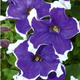 Petunia ogrodowa seria Iluzja niebieska 0,05g