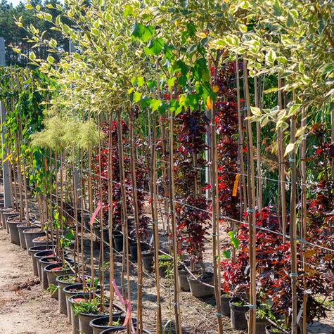Brzoza Nadrzeczna Czarna Shilon Splash Szczepiona Na Pniu