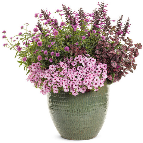 Surfinia Supertunia Mini Vista Pink Star samoczyszcząca