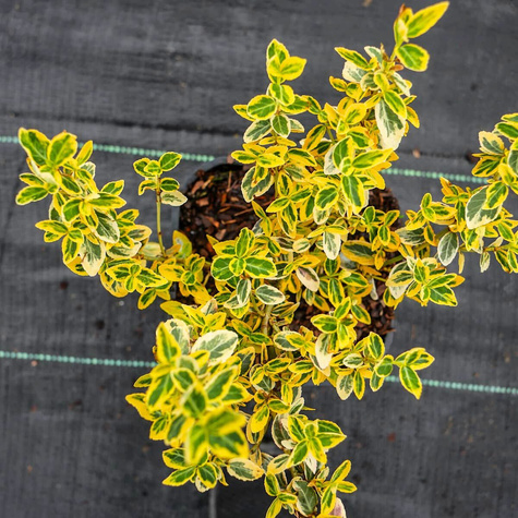 Trzmielina Fortune'a Emerald Gold (C2)