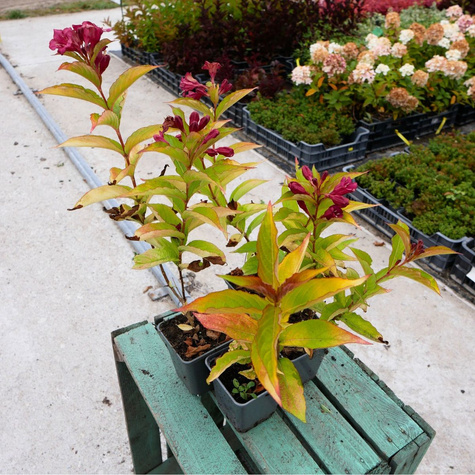 Krzewuszka cudowna Golden Jeans (P9)