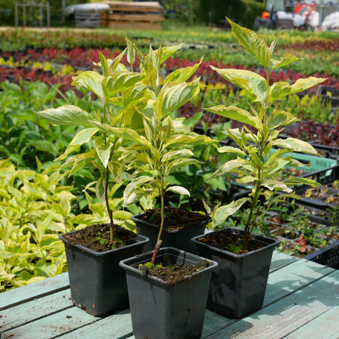 Dereń biały Spaethii (P9)