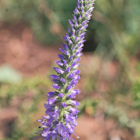 Przetacznik kłosowy Blue (P9)