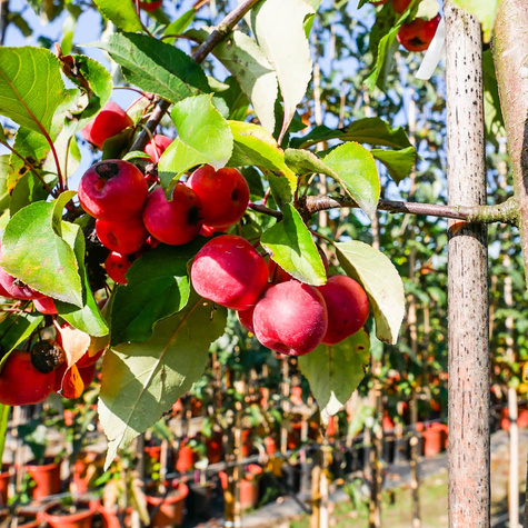 Jabłoń ozdobna rajska Ola obw. 6-8cm