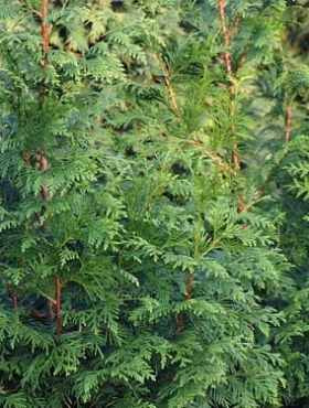 Żywotnik olbrzymi 'Dura'