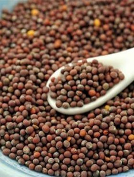 Gorczyca czarna 100g ziarno