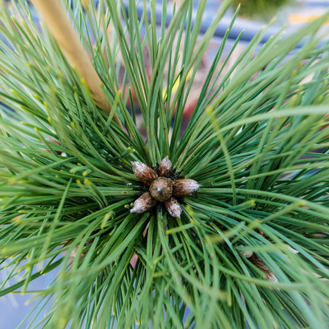 Sosna czarna Black Prince szczepiona na pniu Pa60cm