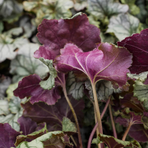 Żurawka ogrodowa Frosted Lilac (C2)