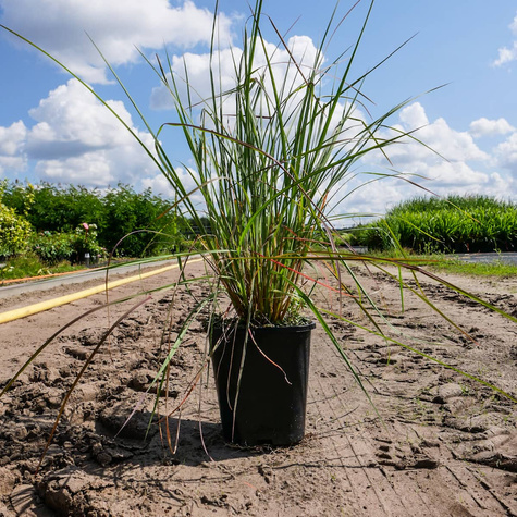 Palczatka miotlasta (C2)