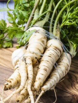 Pietruszka korzeniowa Halblange Berlińska późna 5g