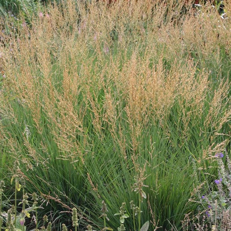 Trzęślica modra Moorflamme (C2)